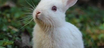 bunny pdf