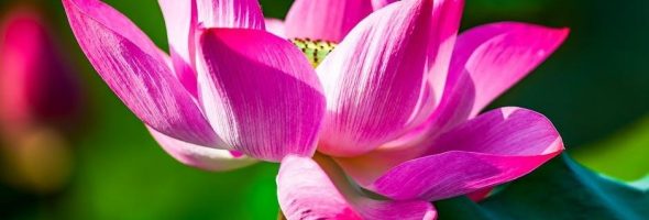 mantra pushpam pdf